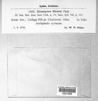 Uromyces howei image